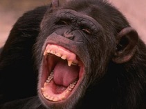 Prohibido hablar de política: Chimpancés cineastas
