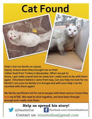 Conoce al gato migrante que cruzó Europa para reunirse con su familia Conoce al gato migrante que cruzó Europa para reunirse con su familia