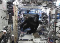 Scott Kelly celebra un año en el espacio disfrazándose de gorila