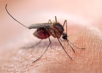 Suman 272 casos confirmados de Zika en México; 75 de embarazadas: Ssa