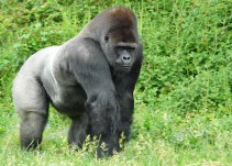 Zoológico mata a gorila para salvar a un niño de cuatro años
