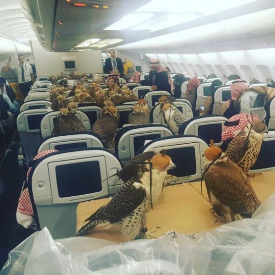 Un príncipe saudí compró los pasajes de avión para sus 80 halcones Un príncipe saudí compró los pasajes de avión para sus 80 halcones