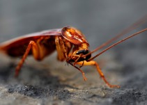 Extraen cucaracha viva del cráneo de una mujer