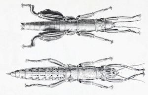 El insecto más raro del mundo vive en una pirámide en el mar El insecto más raro del mundo vive en una pirámide en el mar