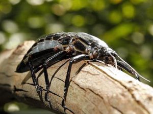 El insecto más raro del mundo vive en una pirámide en el mar El insecto más raro del mundo vive en una pirámide en el mar