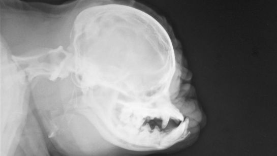 ¿Por qué los “pug” sufren de un sinfín de enfermedades? ¿Por qué los “pug” sufren de un sinfín de enfermedades?