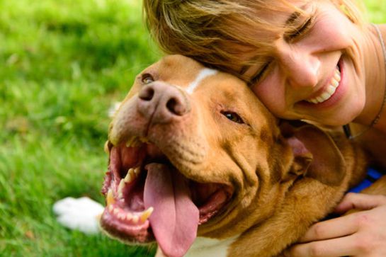 Normas básicas para educar a tu perro Normas básicas para educar a tu perro