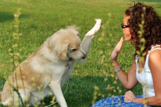 Normas básicas para educar a tu perro Normas básicas para educar a tu perro