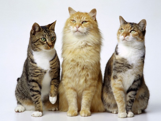 Los gatos son capaces de amar Los gatos son capaces de amar