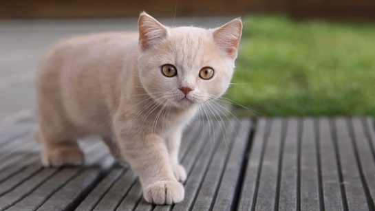 Los gatos son capaces de amar Los gatos son capaces de amar