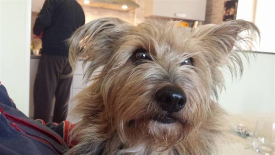 Hombre cae en coma, su mascota lo visita y reacciona Hombre cae en coma, su mascota lo visita y reacciona