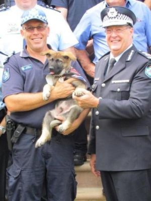 Despiden a perro policía por ser demasiado amigable Despiden a perro policía por ser demasiado amigable
