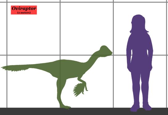 Niño de 10 años corrige error en el Museo de Historia Natural de Londres Niño de 10 años corrige error en el Museo de Historia Natural de Londres