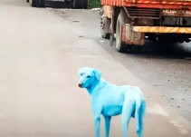 El dramático caso de los perros azules en la India