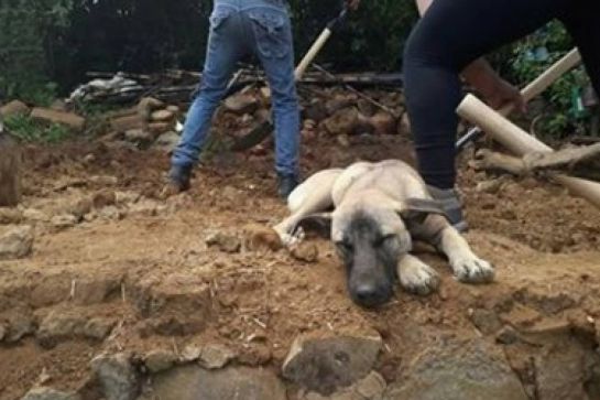 Jacinto, el perro que aún espera a su dueño sobre los escombros después del sismo Jacinto, el perro que aún espera a su dueño sobre los escombros después del sismo
