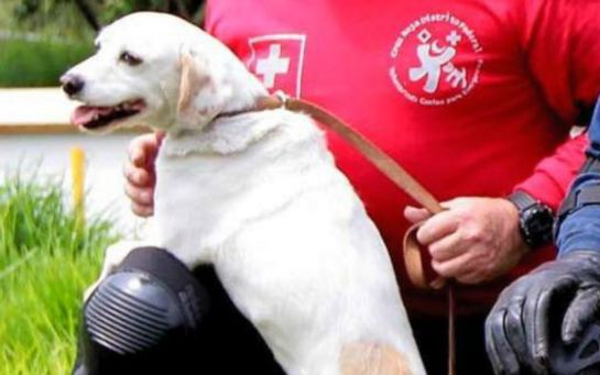 Hueso, de perro abandonado a héroe de la UNAM Hueso, de perro abandonado a héroe de la UNAM