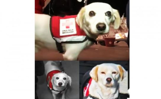 Hueso, de perro abandonado a héroe de la UNAM Hueso, de perro abandonado a héroe de la UNAM