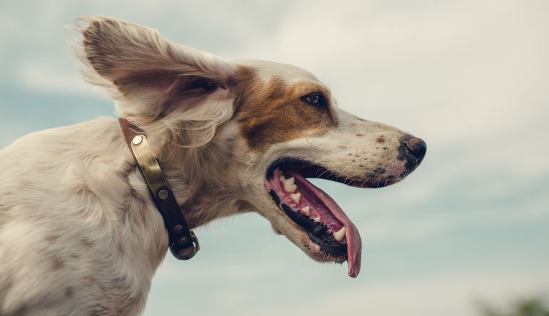 Italia: Le dieron licencia laboral para cuidar a su perro enfermo Italia: Le dieron licencia laboral para cuidar a su perro enfermo