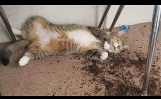 Gatos ingieren marihuana de su dueño y así reaccionaron Gatos ingieren marihuana de su dueño y así reaccionaron