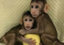 Polémica clonación de monos en China