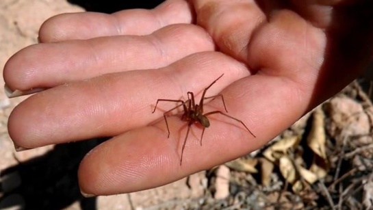 Nueva araña violinista Nueva araña violinista