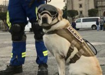 #FakeNews: La perrita "Frida" no irá a Guatemala