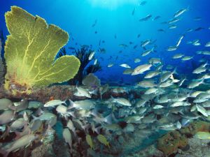 VIDEO: Buzo muestra la terrible contaminación en los océanos VIDEO: Buzo muestra la terrible contaminación en los océanos