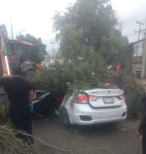 Muere una persona por caída de árbol en Ecatepec: Automovilista muere tras caerle un árbol en Ecatepec Muere una persona por caída de árbol en Ecatepec: Automovilista muere tras caerle un árbol en Ecatepec