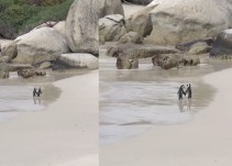 Pingüinos pasean por la costa románticamente