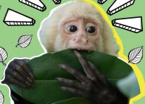 Mono capuchino cambia Las Lomas de Chapultepec por el zoológico