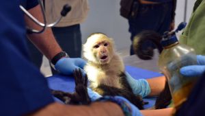 Mono capuchino cambia las Lomas de Chapultepec por el zoológico Mono capuchino cambia las Lomas de Chapultepec por el zoológico