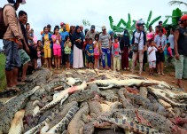 Multitud enfurecida matan a 300 cocodrilos en Indonesia