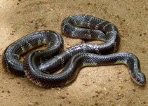 Muere por mordida de serpiente que compró en Internet