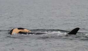 Una ballena arrastra el cadáver de su cría por el mar Una ballena arrastra el cadáver de su cría por el mar