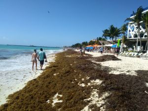 Afecta sargazo a las playas del Caribe Afecta sargazo a las playas del Caribe