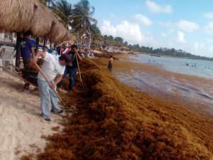 Afecta sargazo a las playas del Caribe Afecta sargazo a las playas del Caribe