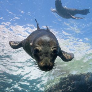 La riqueza del Pacífico Sudcaliforniano de Guerrero Negro a Los Cabos La riqueza del Pacífico Sudcaliforniano de Guerrero Negro a Los Cabos