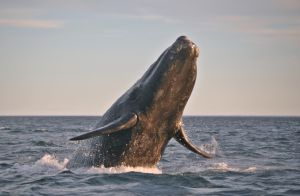 La riqueza del Pacífico Sudcaliforniano de Guerrero Negro a Los Cabos La riqueza del Pacífico Sudcaliforniano de Guerrero Negro a Los Cabos