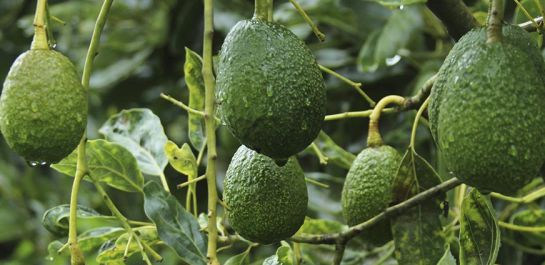 Nutriólogos recomiendan consumir 100 gramos de aguacate al día Nutriólogos recomiendan consumir 100 gramos de aguacate al día