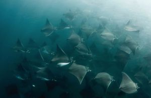 El Acuario del Mundo: El Mar de Cortés El Acuario del Mundo: El Mar de Cortés