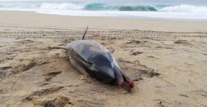 Fallece delfín en las costas de México a causa del ser humano Fallece delfín en las costas de México a causa del ser humano