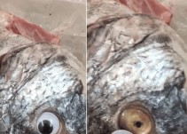 Utilizaban ojos falsos para ocultar el mal estado del pescado