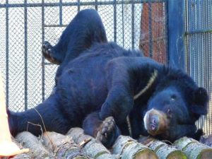 Oso con el corazón roto se vuelve popular en Rusia Oso con el corazón roto se vuelve popular en Rusia