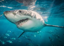 Tiburón con cara de "demonio" se vuelve viral