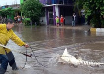 Cocodrilos aparecen en las calles inundadas de Michoacán
