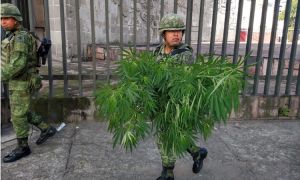 Planta de marihuana sobre Periférico Planta de marihuana sobre Periférico
