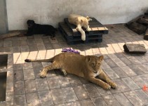 ¡Leones en la azotea!