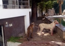 Entró a casa y su leona casi lo mata