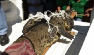Cocodrilo es animal de compañía de ancianos Cocodrilo es animal de compañía de ancianos