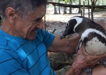 Cada año un pingüino visita al hombre que salvó su vida